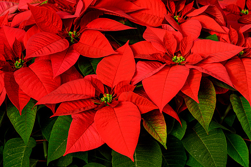 Close-up of red poinsettia plants being grown at a California nursery in preparation for the holiday season.\n\nTaken in Pajaro, California, USA