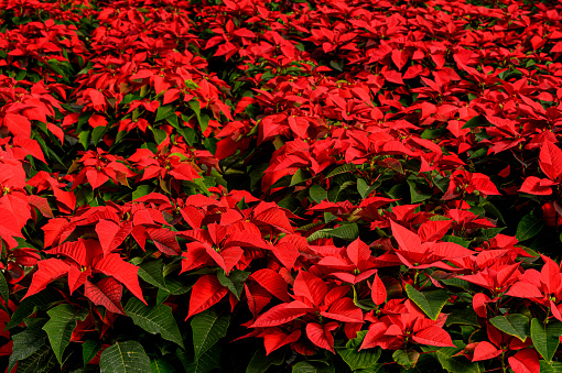 Close-up of red poinsettia plants being grown at a California nursery in preparation for the holiday season.\n\nTaken in Pajaro, California, USA