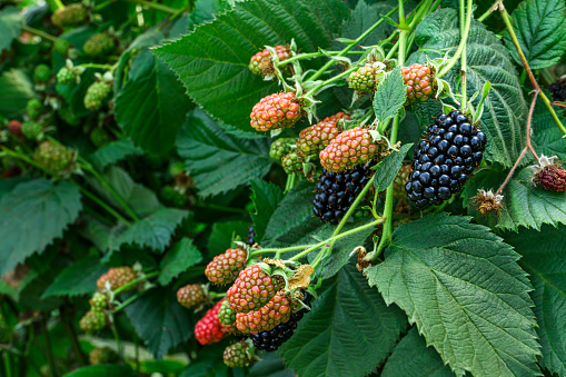 Close-up of ripening organic blackberries, on the vine. under a protective canopy.\n\nTaken in Corralitos, California, USA.