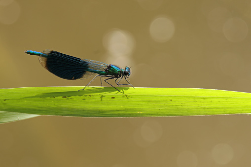 Close up of Common Blue Damselfly at rest