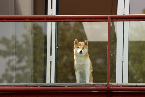 Cute dog in the balcony of a house - pets concepts