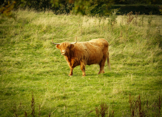 istock Highland cow in field 1651313510