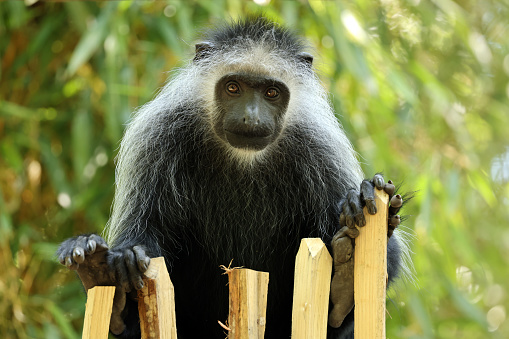 black faced grey langur monkey in Yala National Park, Sri Lanka