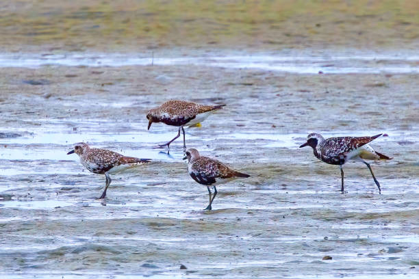 istock Group of Black-bellied plover looking for feeds in the tidal flat. 1651313529