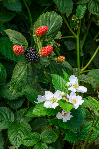 Close-up of ripening organic blackberries, on the vine. under a protective canopy.\n\nTaken in Corralitos, California, USA.
