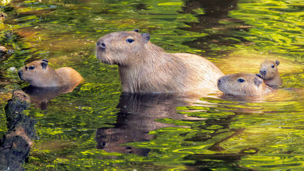 istock A group of Hydrochoerus hydrochaeris Capybaras animals 1651319445