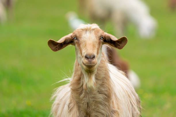 istock A goat grazing with its herd. Goat looking at the camera 1651323290