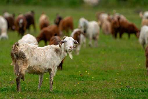 Goat grazing with its herd  in Turkey