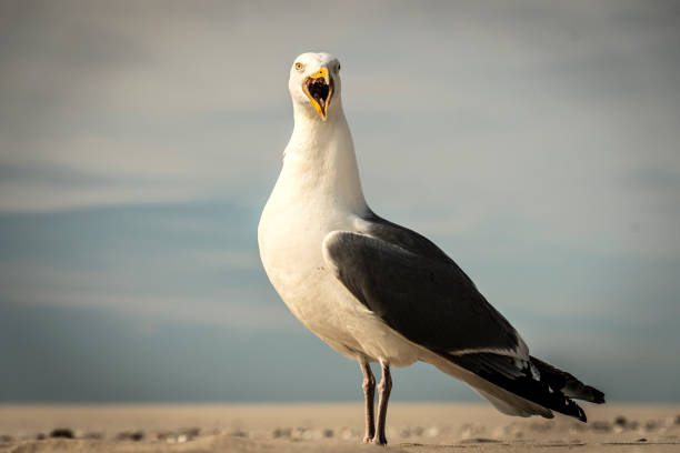 istock an closeup of a seagull 1651323872