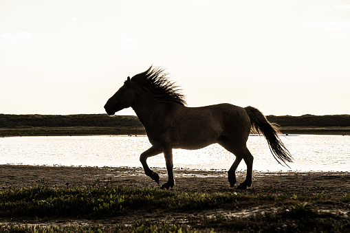 a silhouette of a running horse