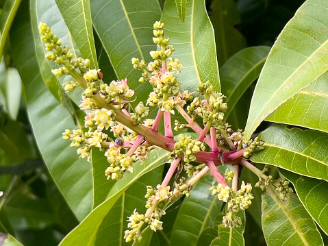 Horizontal closeup photo of green leaves, pink stalks, tiny buds and flowers growing on a mango tree in an organic community garden. Byron Bay, subtropical north coast NSW in Spring.