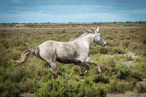 White horses is galoping in the land of Camargue