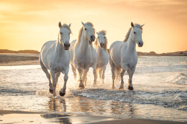 White horses in Camargue, France. stock photo