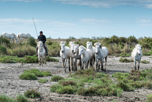 Camargue, France, April 27 2019 : White horses and two guardians are walking in the water all over in the swamp in Camargue, France.