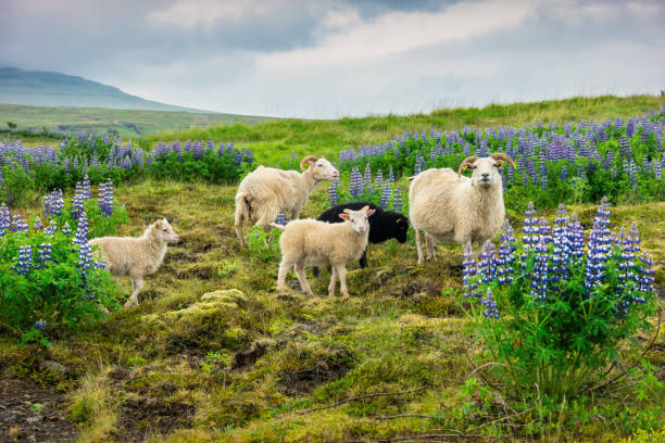 아이슬란드 아이슬란드 양 양고기 - icelandic sheep 뉴스 사진 이미지