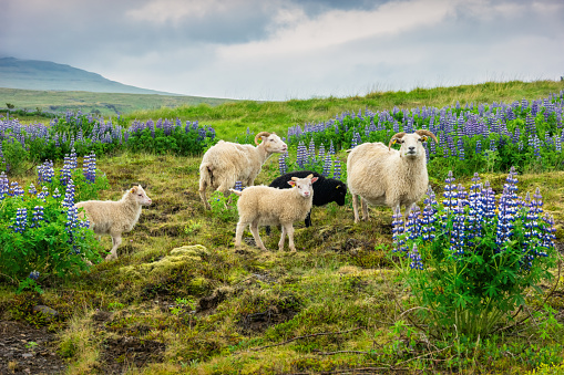 Sheep and lamb among lupin flowers in Snaefellsnes Peninsula, Iceland.