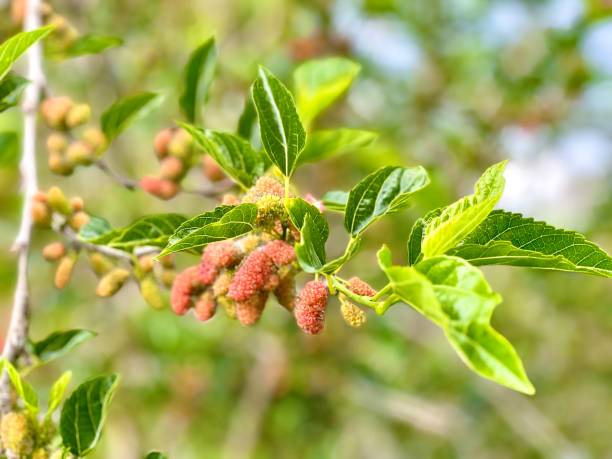 istock Mulberry Tree with Ripening Fruit 1651355633