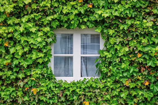 Ivy Covered Window in Reykjavik, Iceland.