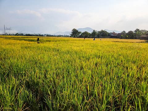 Portrait of rice that is ready to be harvested