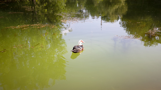 Lonely duck swims on pond in city park. Muddy green water, plants and reflection of trees in lake.