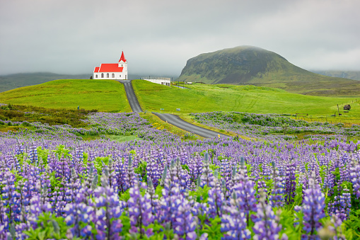 Lupin field and road leading to church in Snaefellsnes Peninsula, Iceland.