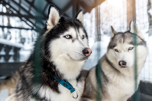 Poirtrait of two beautiful calm purebred siberain husky dogs sitting in kennel outdoors wait for forest trip adventure dogsled on cold winter snowy day. Dog sledding domestic animal frineds.