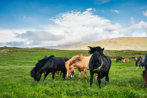 Horses against mountain backdrop - Iceland