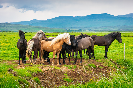 Horse Running / herd in  steppe