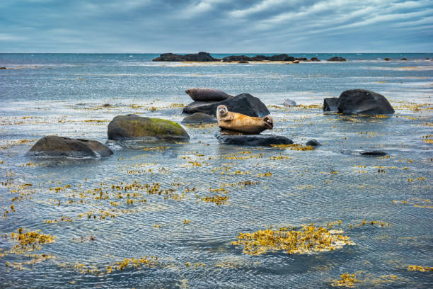 robben island halbinsel snaefellsnes ytri tunga strand - snaefellsnes stock-fotos und bilder