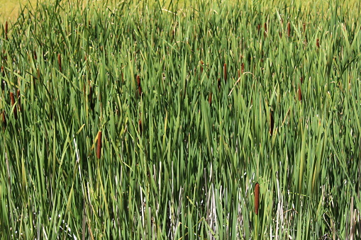 Full frame of tall reeds and grass.