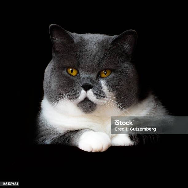 Gato De Pelo Corto Británica Sobre Fondo Negro Foto de stock y más banco de imágenes de Agotamiento - Agotamiento, Amarillo - Color, Animal