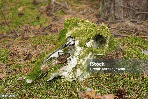 Tierische Schädel Gefunden In Einem Wald Stockfoto und mehr Bilder von Augenhöhle - Augenhöhle, Fotografie, Grün