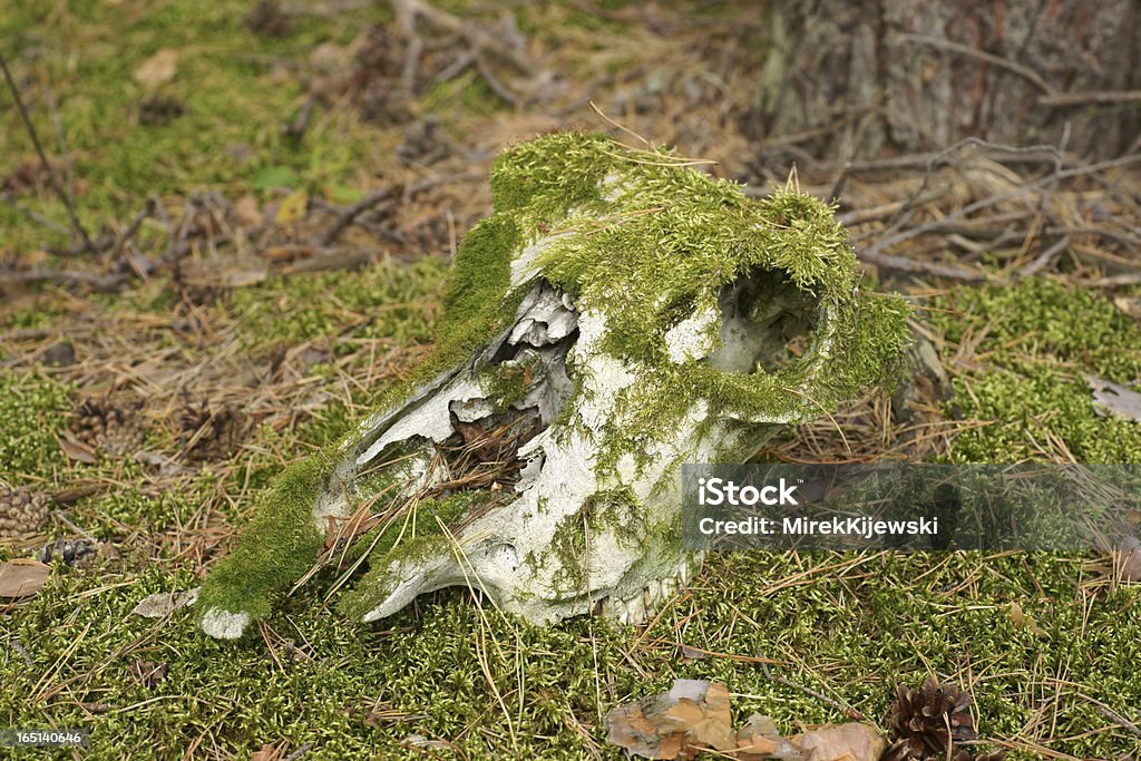 Crânio encontrado em uma floresta - Foto de stock de Animal royalty-free