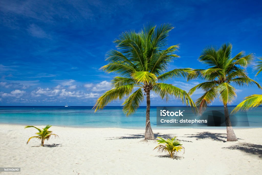 Palmen am tropischen Strand - Lizenzfrei Insel Roatan Stock-Foto