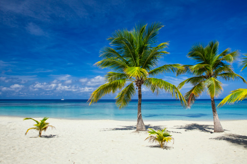 Palm trees on white sand beach with Caribbean Sea behind. Roatan, Honduras