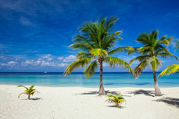 Palm trees on tropical beach Palm trees on white sand beach with Caribbean Sea behind. Roatan, Honduras honduras stock pictures, royalty-free photos & images