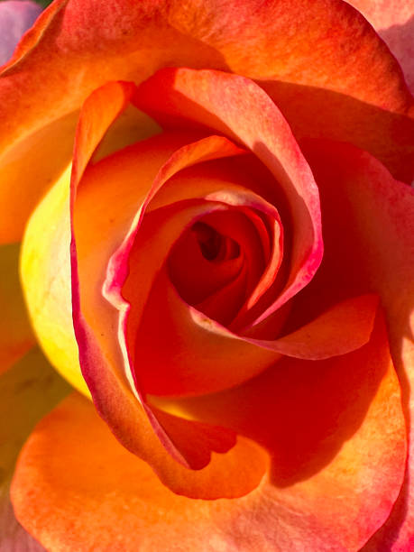 Stock photo showing close-up view of orange rose growing outdoors in garden.