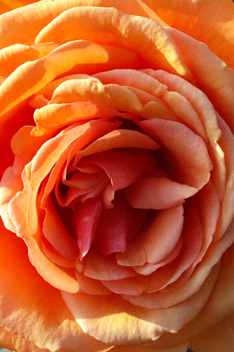 Stock photo showing close-up view of orange rose growing outdoors in garden.