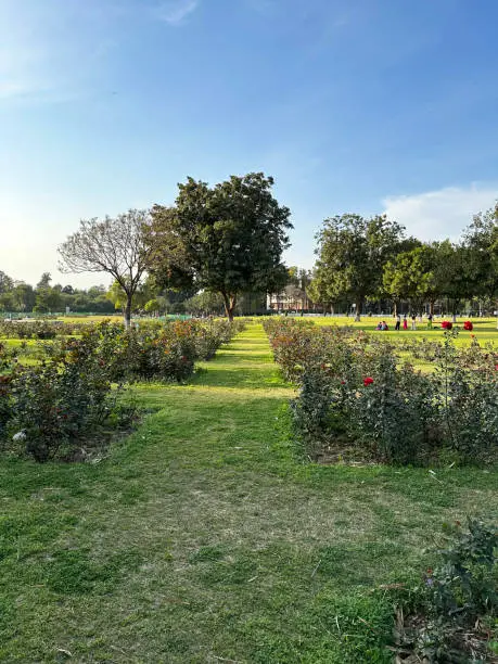 Stock photo showing the free to enter landscaped public park of Zakir Hussain Rose Garden, Chandigarh, India.