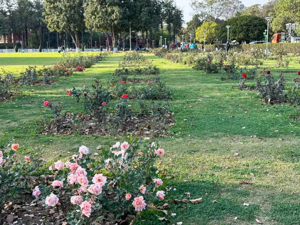 Stock photo showing the free to enter landscaped public park of Zakir Hussain Rose Garden, Chandigarh, India.
