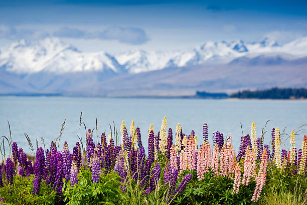 istock Majestic mountain lake with llupins blooming 165142700