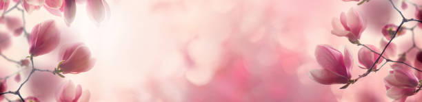 Pink background with spring flower and sparkle