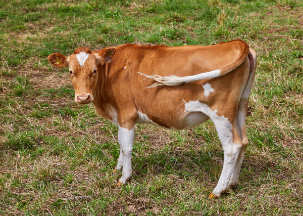 vaca de guernsey - guernsey cattle fotografías e imágenes de stock