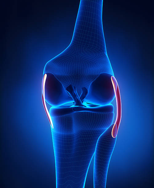 istock Knee ligaments anatomy 165146435