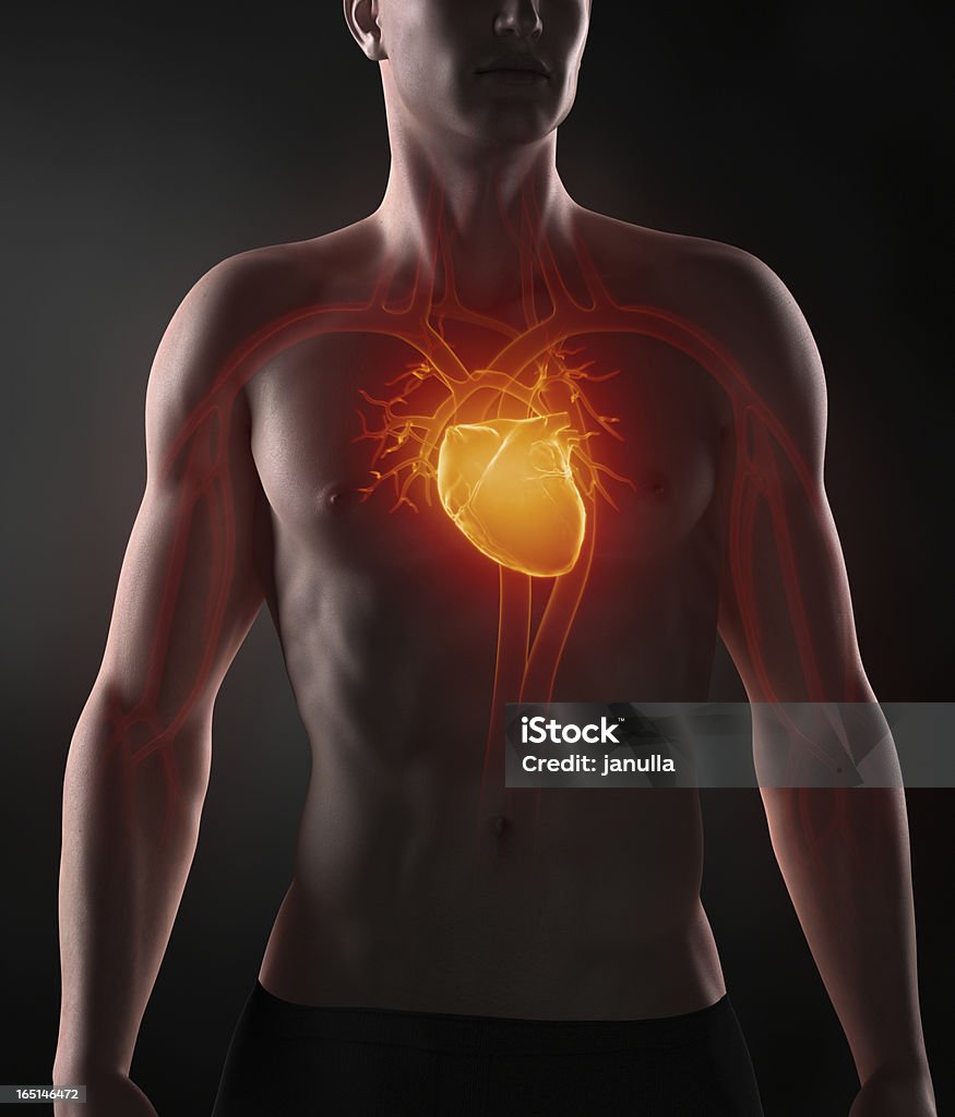 Человек, которые позируют с видимыми сердечно-сосудистой системы - Стоковые фото Анатомия роялти-фри