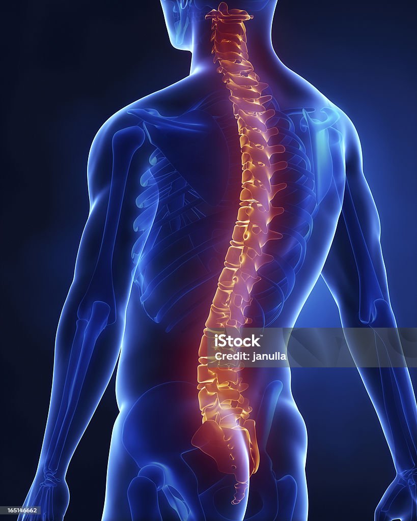 Man with visible backbone posterior view Man with visible backbone posterior view in 3D Blue Stock Photo