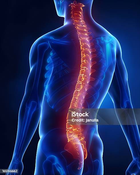 Man With Visible Backbone Posterior View Stock Photo - Download Image Now - Blue, Men, X-ray Image