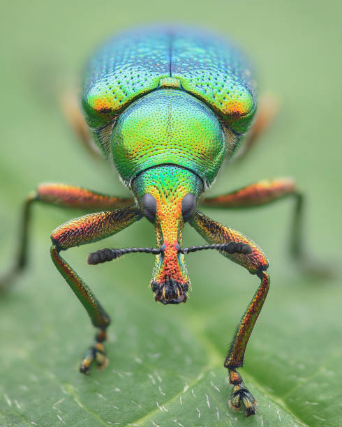 istock Portrait of a multicolored, iridescent leaf-rolling weevil (a type of beetle) standing on a green leaf (Byctiscus betulae) 1651504012