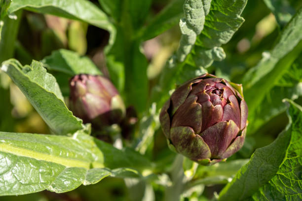 istock Home Grown Organic Artichoke 1651538700