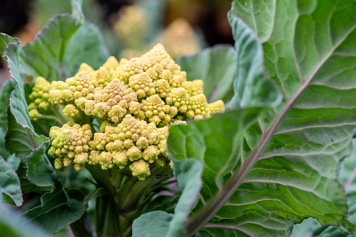 A close up of organic romanesco broccoli growing in a home garden
